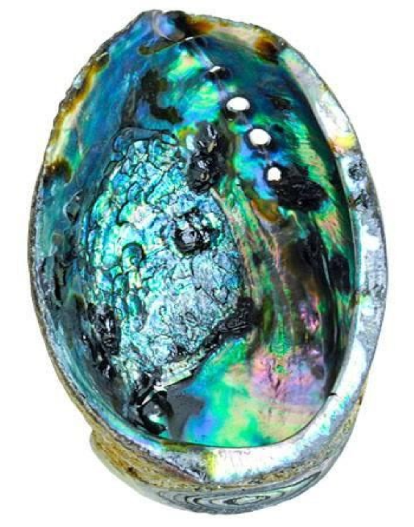 personal Astrolabio Omitido Large Abalone Shell - Center for Sound Therapy